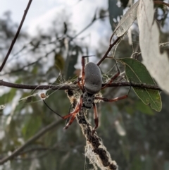 Trichonephila edulis (Golden orb weaver) at Bonegilla, VIC - 23 Feb 2021 by ChrisAllen