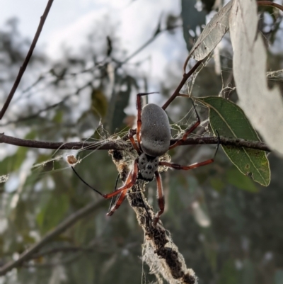 Trichonephila edulis (Golden orb weaver) at Bonegilla, VIC - 23 Feb 2021 by ChrisAllen