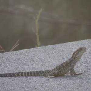 Intellagama lesueurii howittii at Uriarra Village, ACT - 20 Jan 2021 08:32 PM