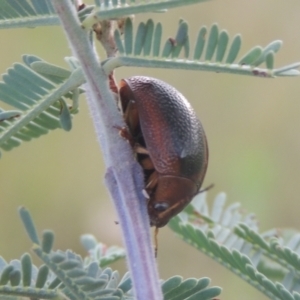 Dicranosterna immaculata at Greenway, ACT - 31 Jan 2021