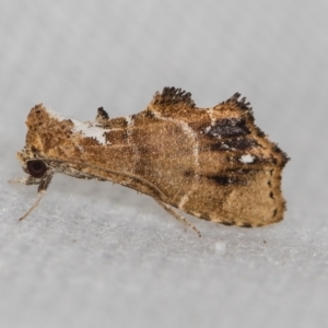 Arrade leucocosmalis at Melba, ACT - 16 Feb 2021