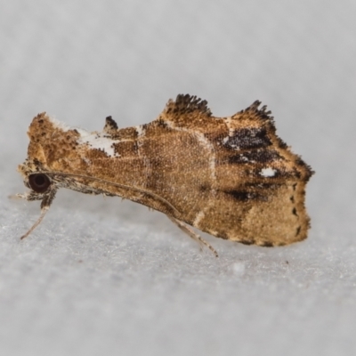 Arrade leucocosmalis (A Hypeninae moth) at Melba, ACT - 16 Feb 2021 by Bron