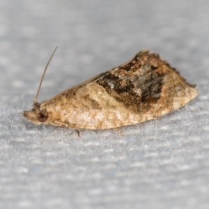 Acroceuthes metaxanthana at Melba, ACT - 16 Feb 2021 12:34 PM