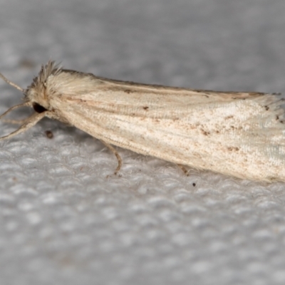 Heliothinae (subfamily) (Budworm) at Melba, ACT - 16 Feb 2021 by Bron