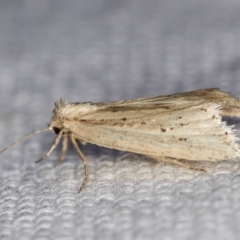 Heliothinae (subfamily) at Melba, ACT - 16 Feb 2021