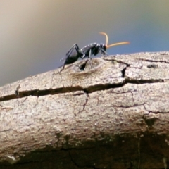 Pompilidae (family) (Unidentified Spider wasp) at Gateway Island, VIC - 27 Feb 2021 by Kyliegw