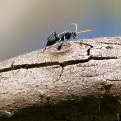 Pompilidae (family) (Unidentified Spider wasp) at Gateway Island, VIC - 27 Feb 2021 by Kyliegw