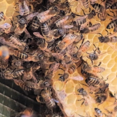 Apis mellifera (European honey bee) at Gateway Island, VIC - 27 Feb 2021 by Kyliegw