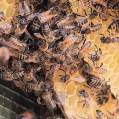 Apis mellifera (European honey bee) at Gateway Island, VIC - 28 Feb 2021 by KylieWaldon