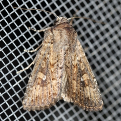 Dasygaster padockina (Tasmanian Cutworm) at O'Connor, ACT - 30 Jan 2021 by ibaird