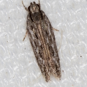 Ardozyga undescribed species nr amblopis at Melba, ACT - 16 Feb 2021