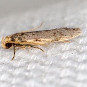 Ardozyga undescribed species nr amblopis at Melba, ACT - 16 Feb 2021