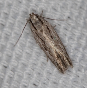 Ardozyga undescribed species nr amblopis at Melba, ACT - 16 Feb 2021