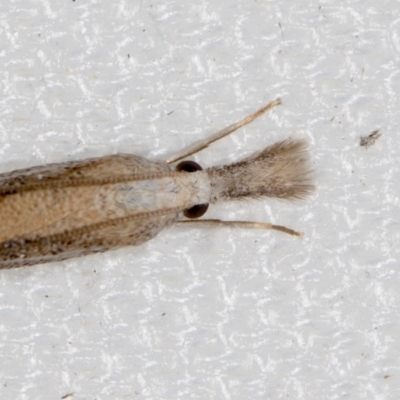 Culladia cuneiferellus (Crambinae moth) at Melba, ACT - 16 Feb 2021 by Bron