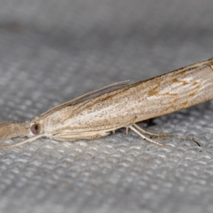 Culladia cuneiferellus at Melba, ACT - 16 Feb 2021 12:54 PM