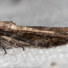 Dysbatus undescribed species at Melba, ACT - 16 Feb 2021 02:08 PM