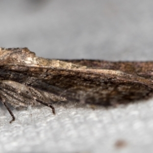 Dysbatus undescribed species at Melba, ACT - 16 Feb 2021