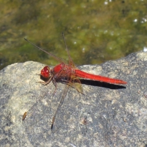 Diplacodes haematodes at Lawson, ACT - 28 Feb 2021 12:10 PM