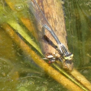 Ischnura heterosticta at Lawson, ACT - 28 Feb 2021 12:15 PM