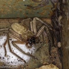 Delena cancerides (Social huntsman spider) at Coree, ACT - 7 Feb 2021 by JonSteinbeck