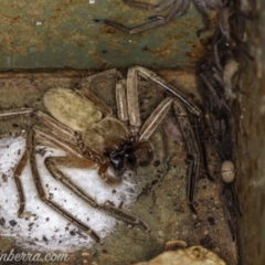 Delena cancerides (Social huntsman spider) at Coree, ACT - 7 Feb 2021 by BIrdsinCanberra