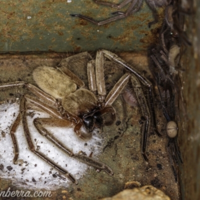 Delena cancerides (Social huntsman spider) at Coree, ACT - 7 Feb 2021 by JonSteinbeck