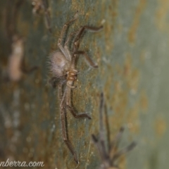 Delena cancerides at Coree, ACT - 7 Feb 2021