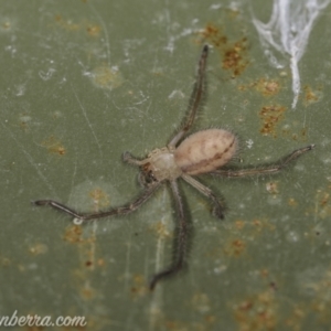 Delena cancerides at Coree, ACT - 7 Feb 2021