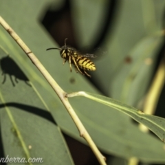 Vespula germanica (German Yellowjacket Wasp (also known as European Wasp)) at Coree, ACT - 7 Feb 2021 by BIrdsinCanberra