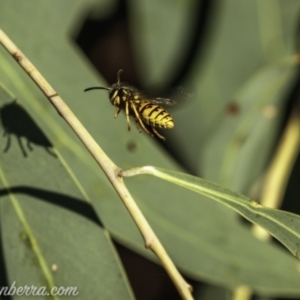 Vespula germanica at Coree, ACT - 7 Feb 2021