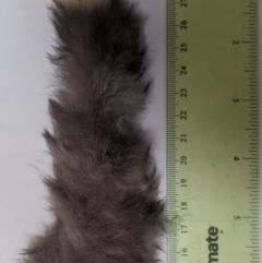 Petaurus notatus (Krefft’s Glider, formerly Sugar Glider) at Lake George, NSW - 28 Feb 2021 by MPennay