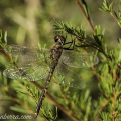 Hemicordulia tau (Tau Emerald) at Coree, ACT - 6 Feb 2021 by BIrdsinCanberra