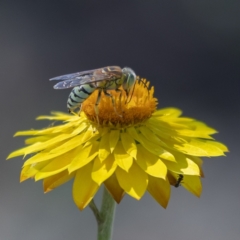 Bembix sp. (genus) (Unidentified Bembix sand wasp) at Downer, ACT - 26 Feb 2021 by PamR