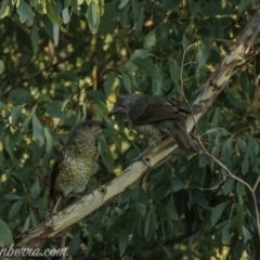 Ptilonorhynchus violaceus (Satin Bowerbird) at Uriarra Village, ACT - 14 Feb 2021 by JonSteinbeck