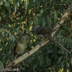 Ptilonorhynchus violaceus (Satin Bowerbird) at Uriarra Village, ACT - 13 Feb 2021 by BIrdsinCanberra