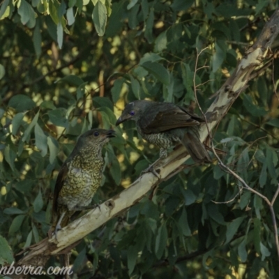Ptilonorhynchus violaceus (Satin Bowerbird) at Uriarra Village, ACT - 14 Feb 2021 by JonSteinbeck