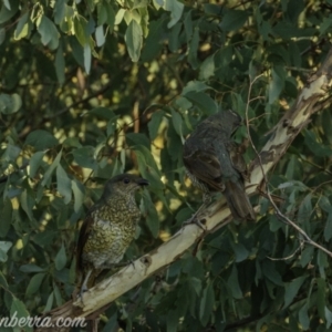 Ptilonorhynchus violaceus at Uriarra Village, ACT - 14 Feb 2021