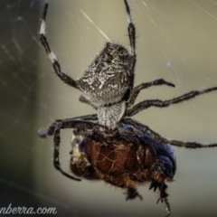 Araneinae (subfamily) (Orb weaver) at Cotter Reservoir - 14 Feb 2021 by BIrdsinCanberra