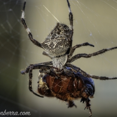 Araneinae (subfamily) (Orb weaver) at Coree, ACT - 14 Feb 2021 by JonSteinbeck