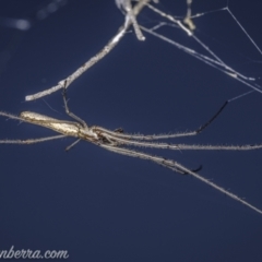 Tetragnatha sp. (genus) (Long-jawed spider) at Cotter Reservoir - 14 Feb 2021 by BIrdsinCanberra