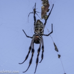 Trichonephila edulis (Golden orb weaver) at Coree, ACT - 13 Feb 2021 by BIrdsinCanberra