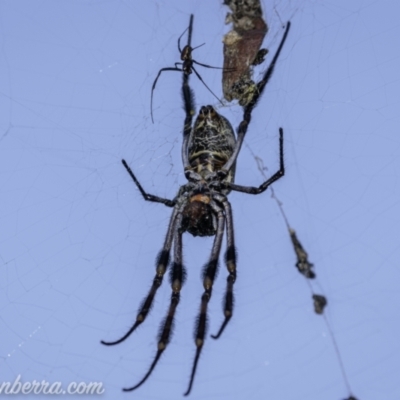 Trichonephila edulis (Golden orb weaver) at Cotter Reservoir - 14 Feb 2021 by BIrdsinCanberra