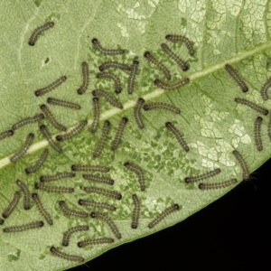 Ardices canescens at Melba, ACT - 17 Feb 2021 10:09 AM