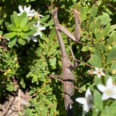 Archimantis latistyla (Stick Mantis, Large Brown Mantis) at Murrumbateman, NSW - 28 Feb 2021 by SimoneC