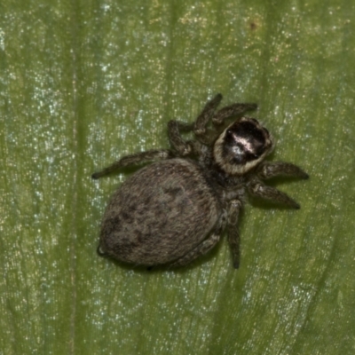 Maratus griseus (Jumping spider) at Higgins, ACT - 15 Nov 2019 by AlisonMilton