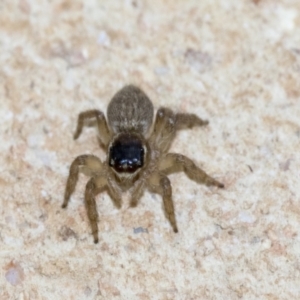 Maratus griseus at Higgins, ACT - 26 Dec 2019