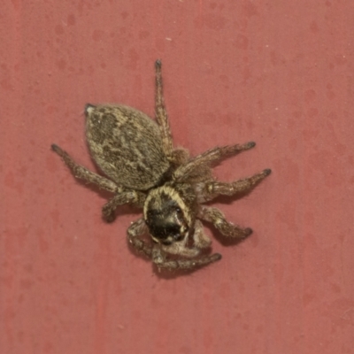 Maratus griseus (Jumping spider) at Higgins, ACT - 28 Dec 2019 by AlisonMilton