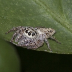 Opisthoncus grassator (Jumping spider) at Higgins, ACT - 28 Dec 2019 by AlisonMilton