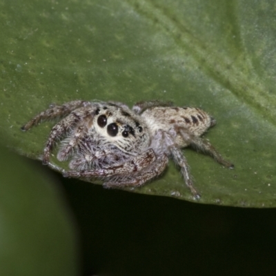 Opisthoncus grassator (Jumping spider) at Higgins, ACT - 28 Dec 2019 by AlisonMilton