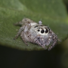 Opisthoncus grassator at Higgins, ACT - 28 Dec 2019